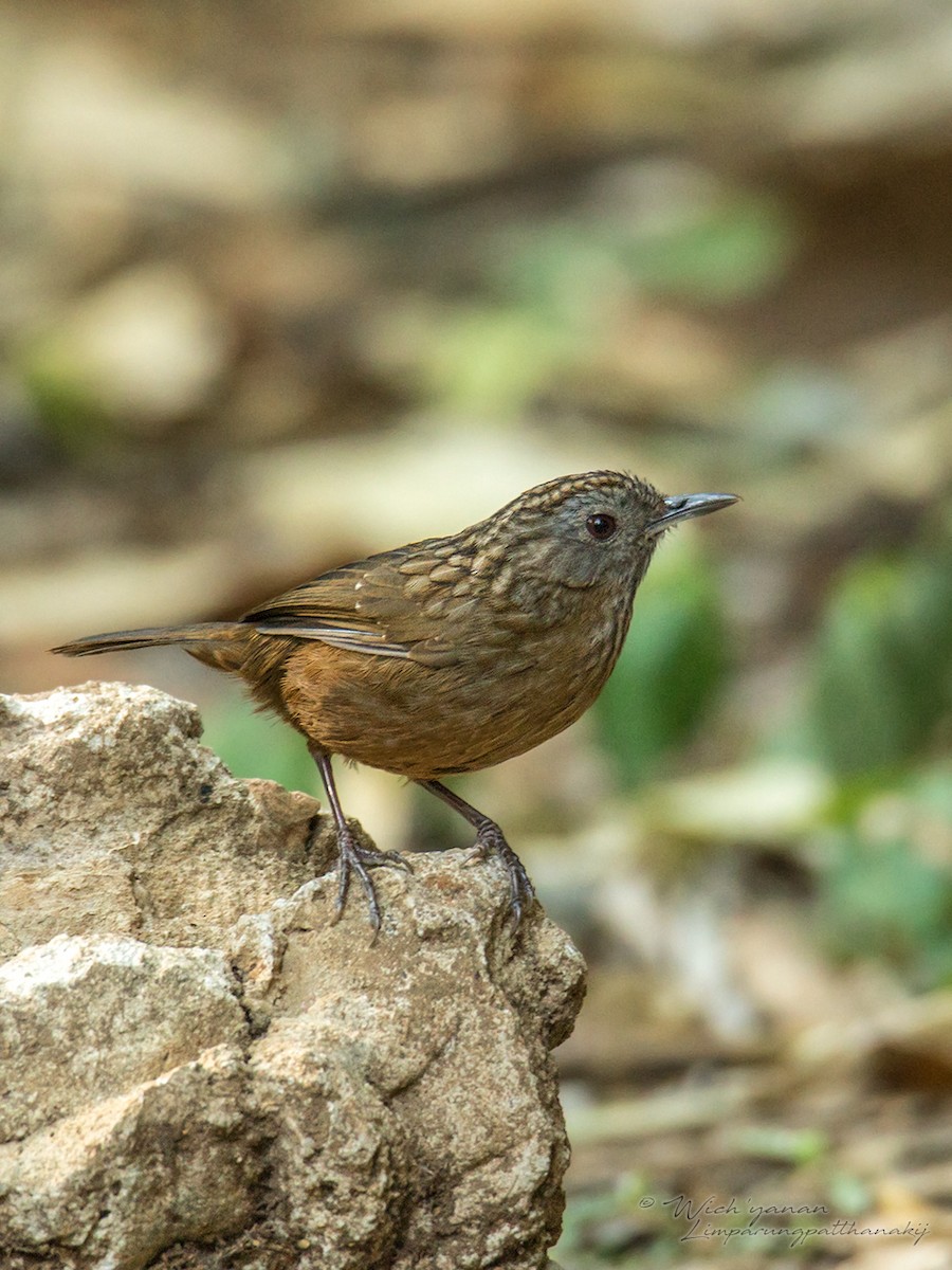 Streaked Wren-Babbler - Wich’yanan Limparungpatthanakij