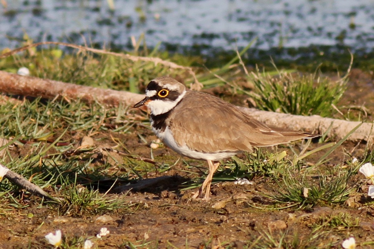 Little Ringed Plover - Benoit Maire