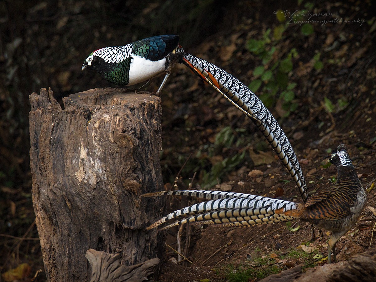 Lady Amherst's Pheasant - ML143298541