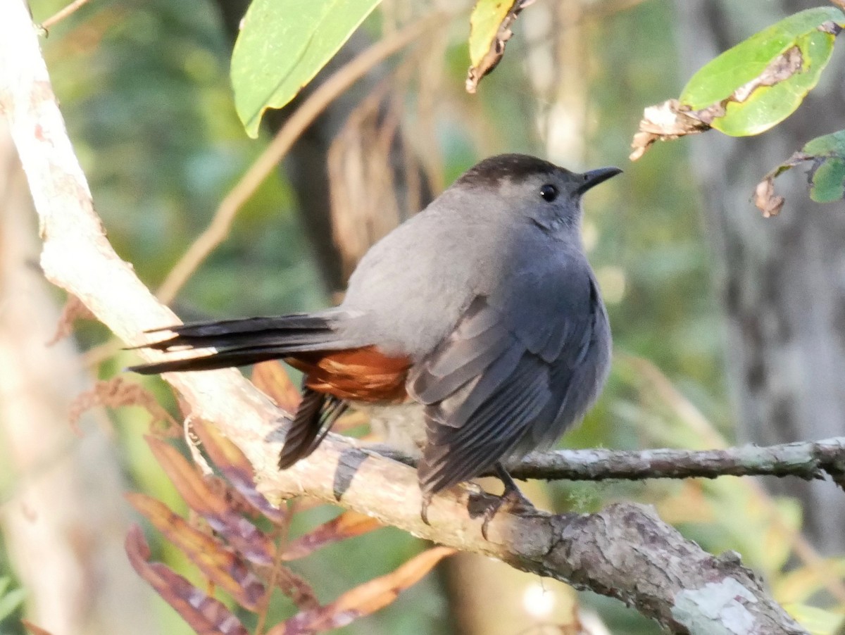 Gray Catbird - Jeff Parres