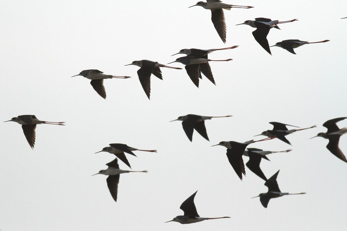 Black-winged Stilt - ML143299841