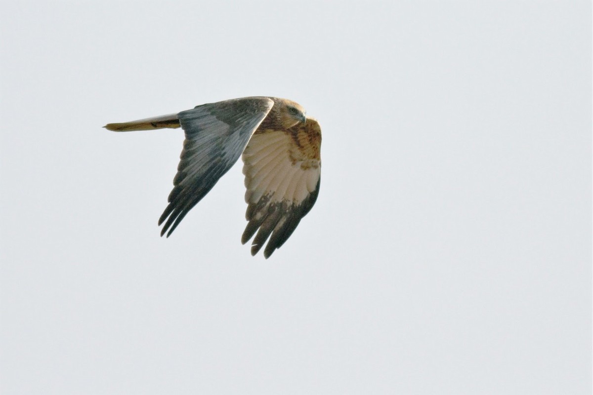 Western Marsh Harrier - ML143301631