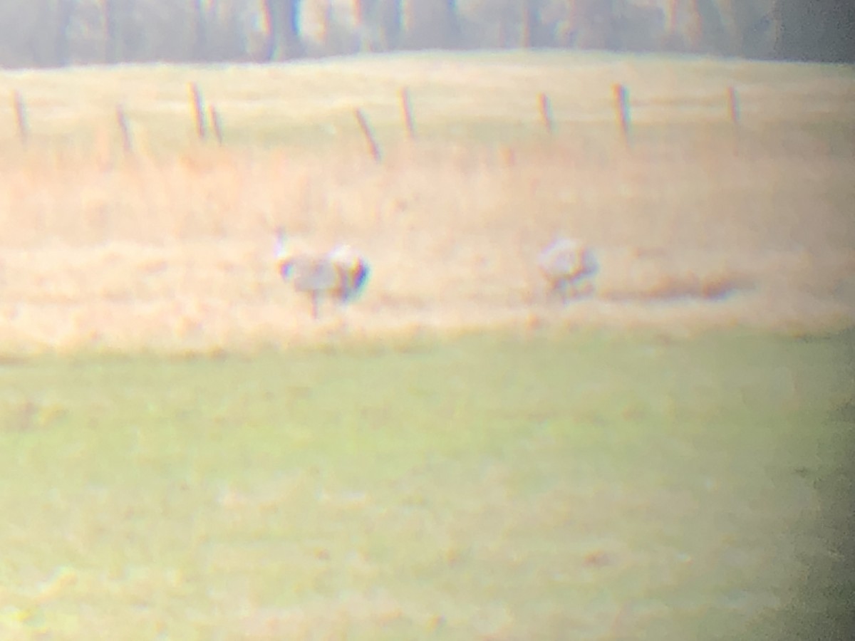 Sandhill Crane - ML143302511