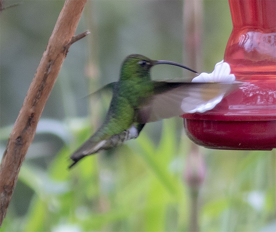 kolibřík aksamitový - ML143302521