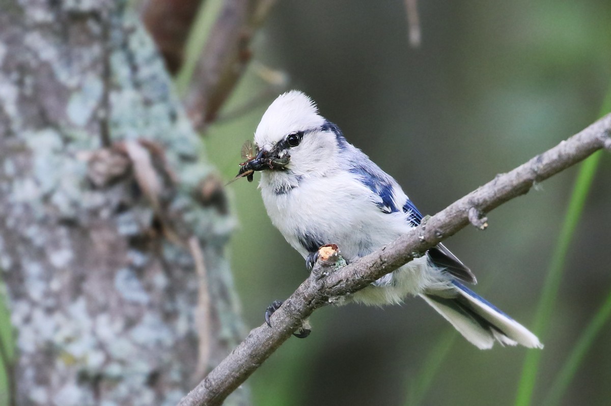 Herrerillo Azul - ML143302921