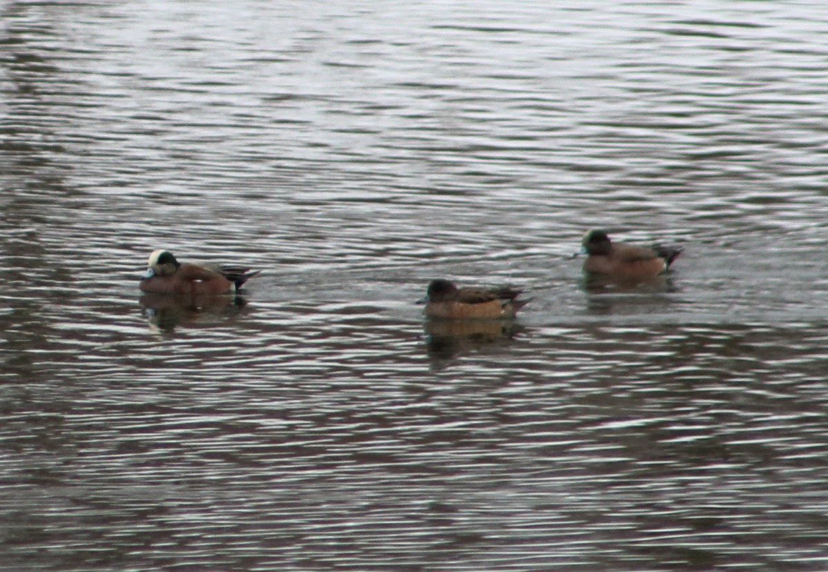 American Wigeon - ML143303471