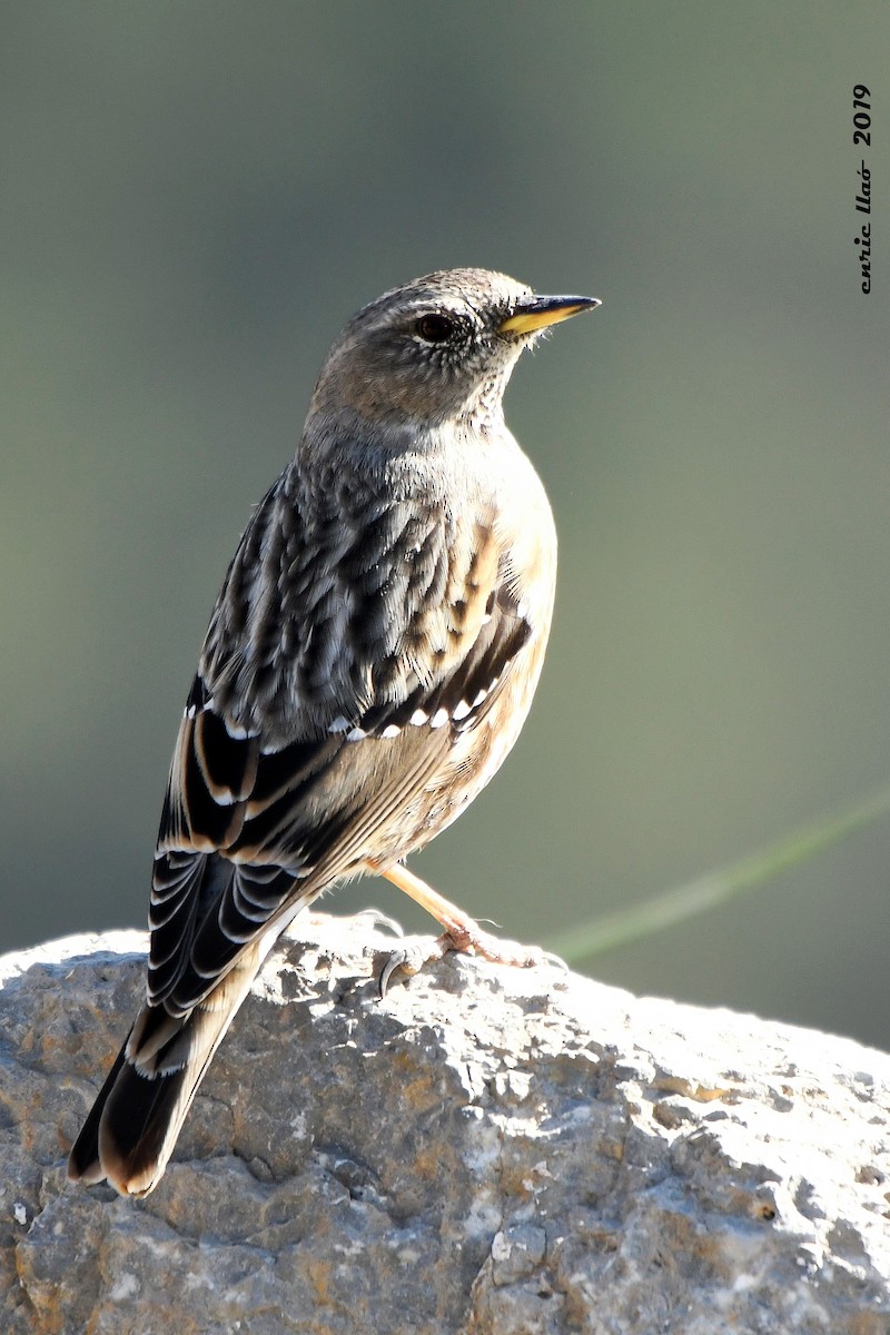 Alpine Accentor - ML143306581