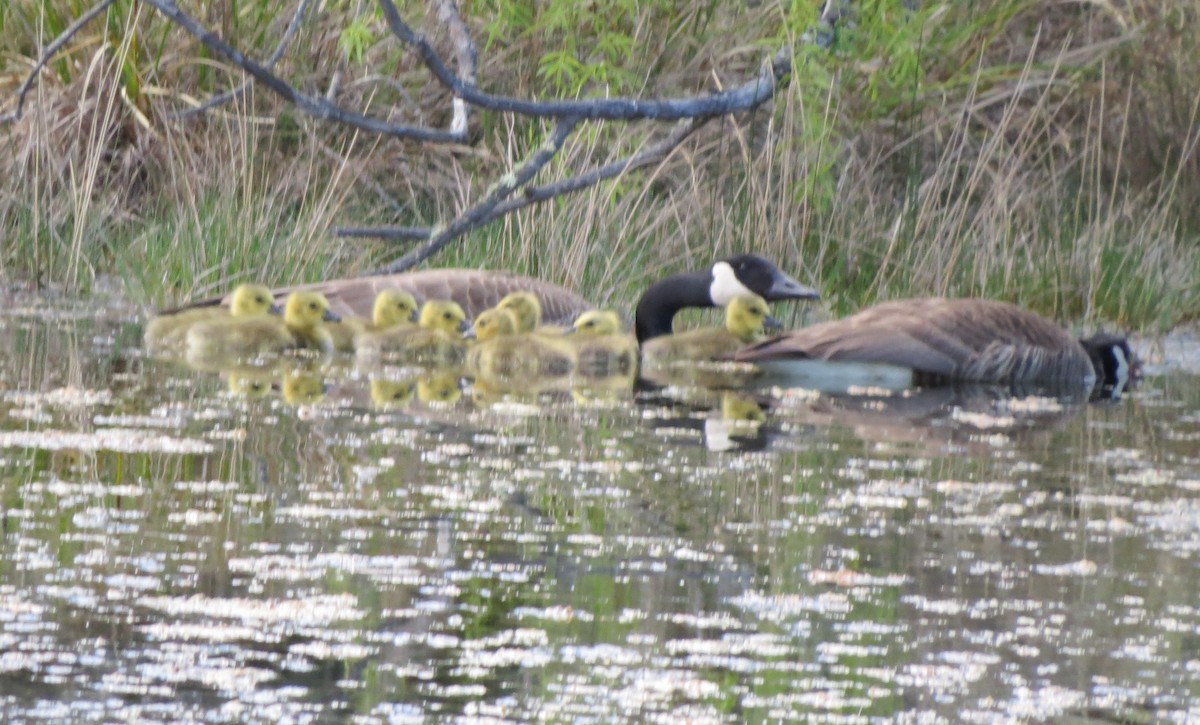 Canada Goose - ML143307931