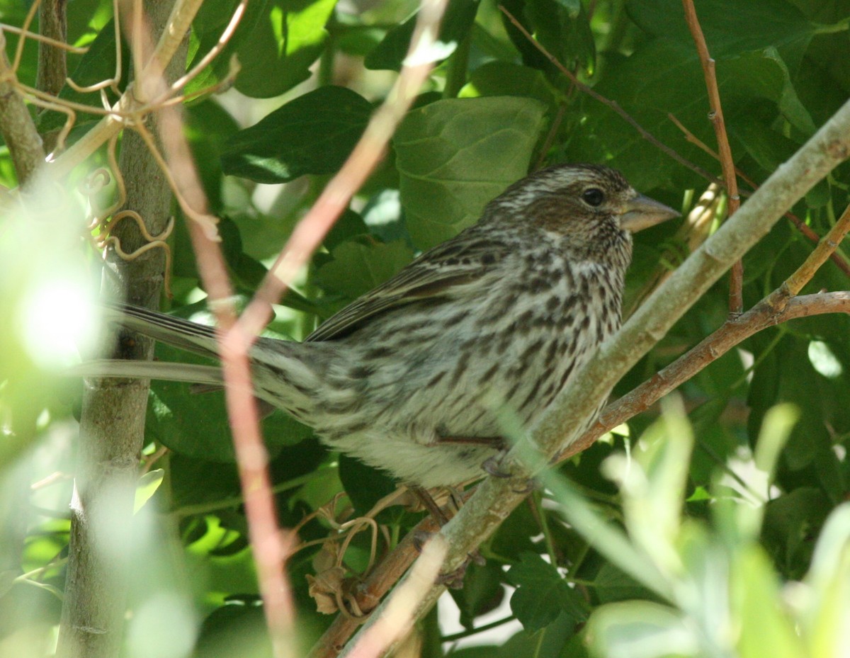 Cassin's Finch - ML143308861