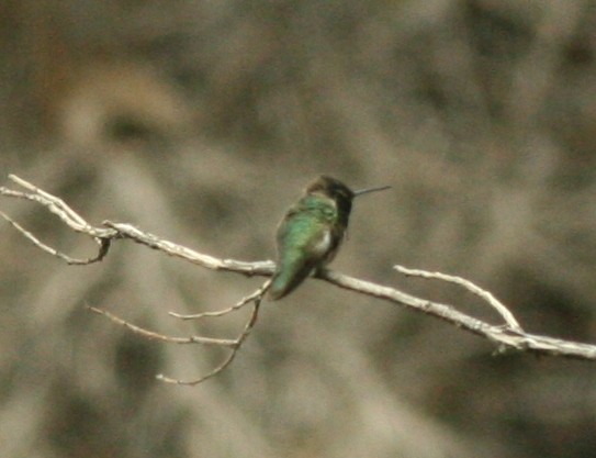 Costa's Hummingbird - ML143309231