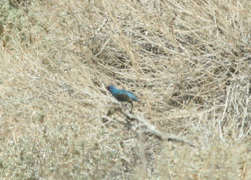 Indigo Bunting - ML143309241