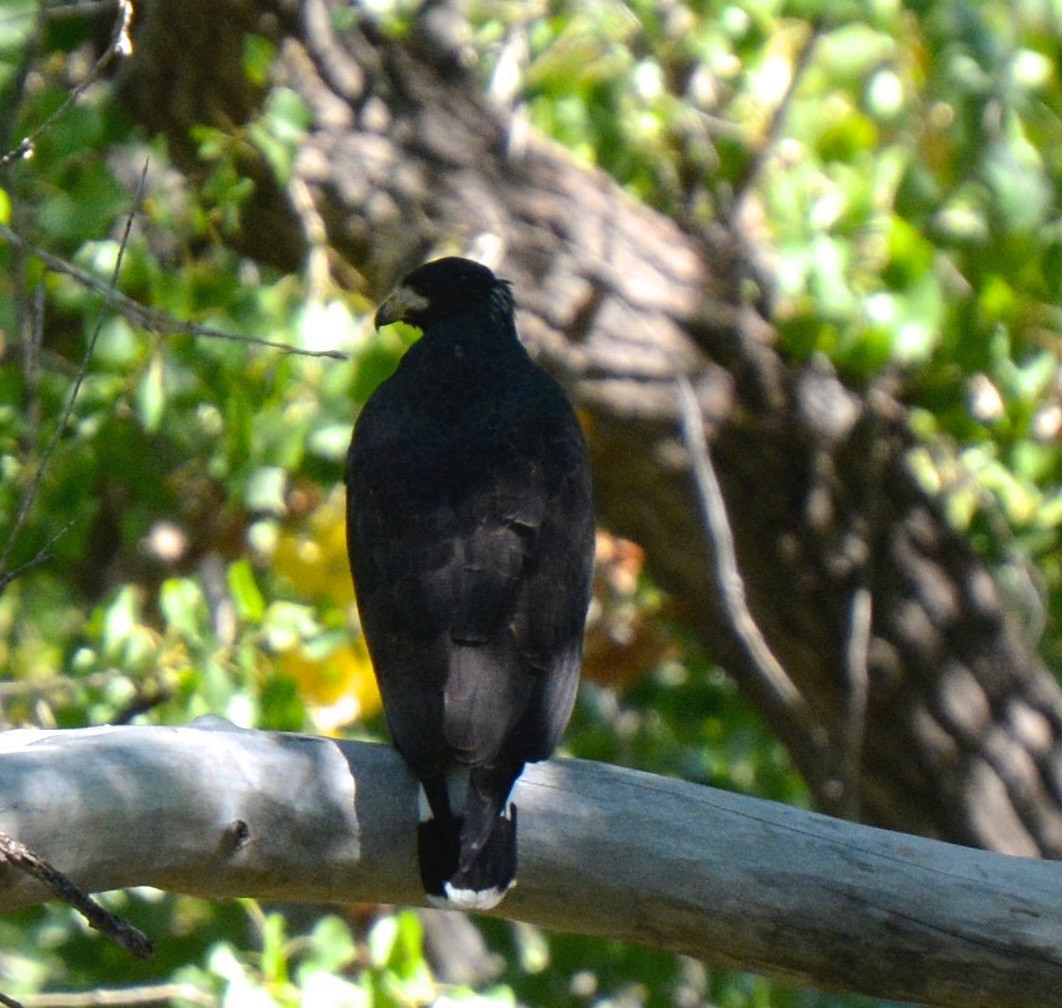 Busardo Negro - ML143310691