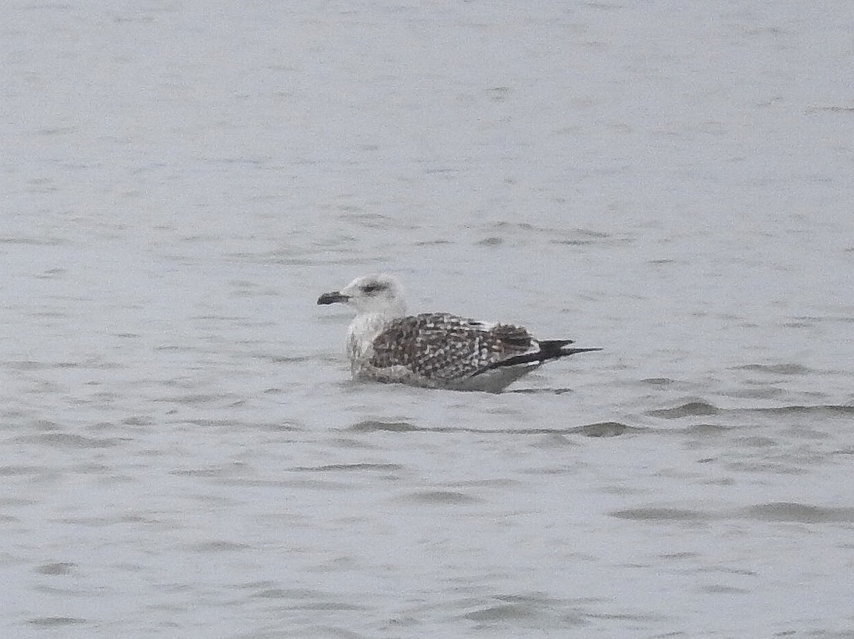 Great Black-backed Gull - ML143313011