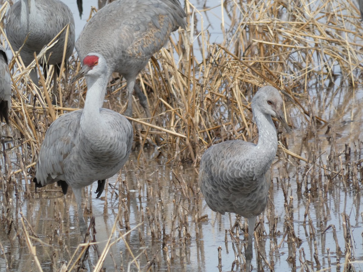 Sandhill Crane - Parker Davis