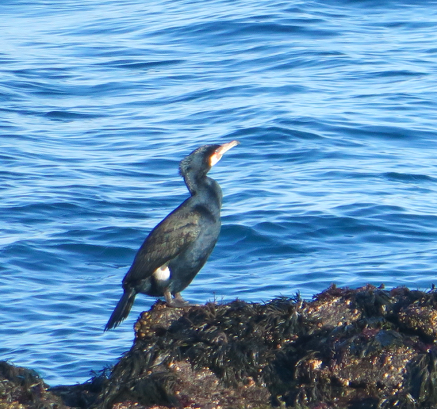 Cormorano - ML143313951