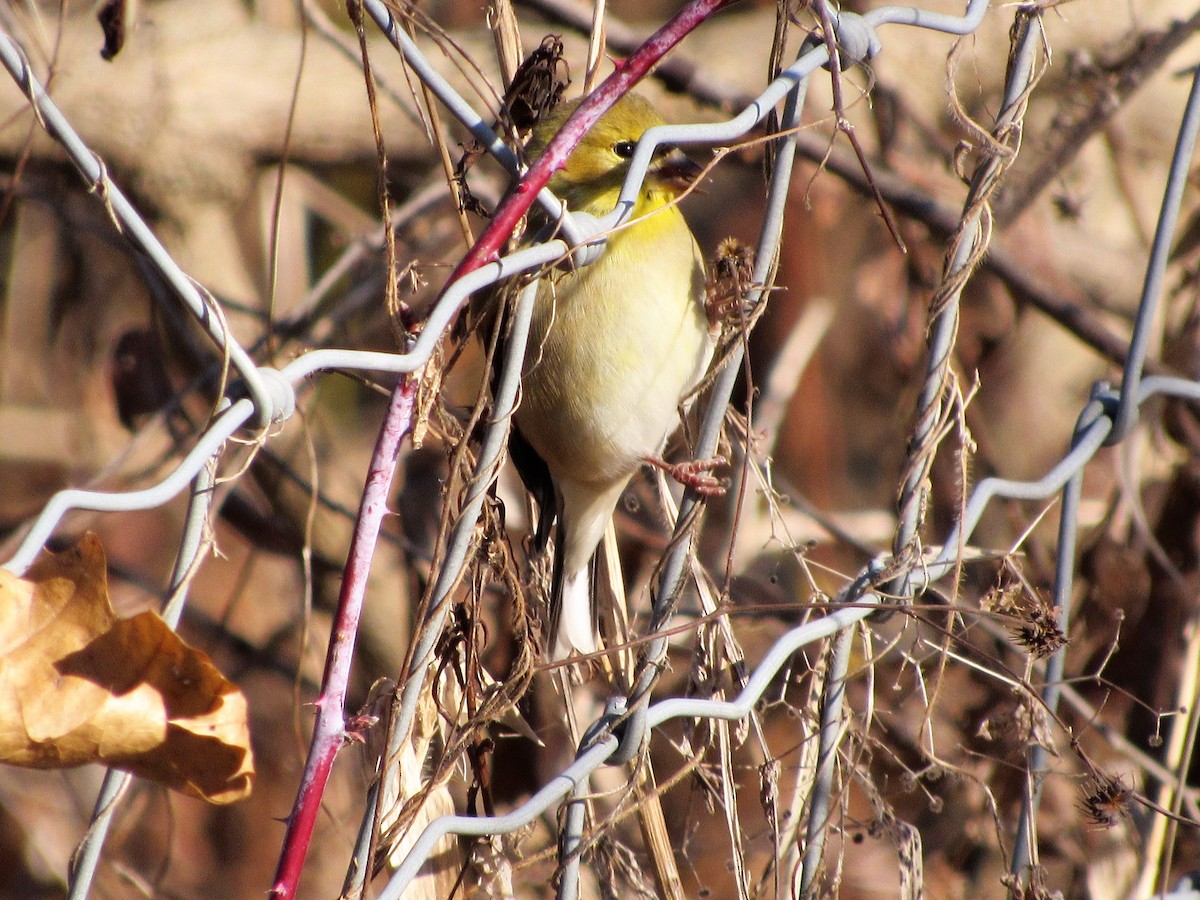 American Goldfinch - ML143315031