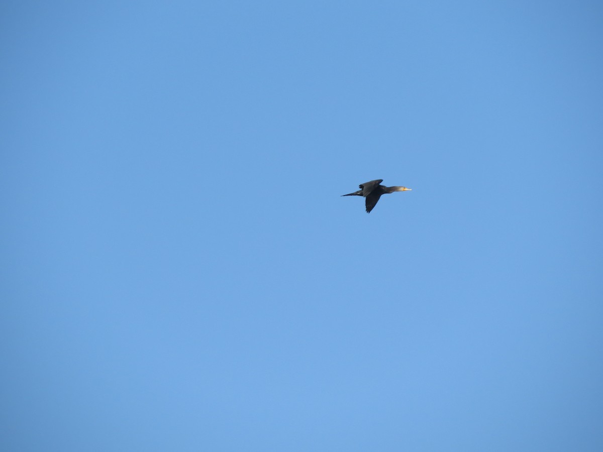 Double-crested Cormorant - ML143315401