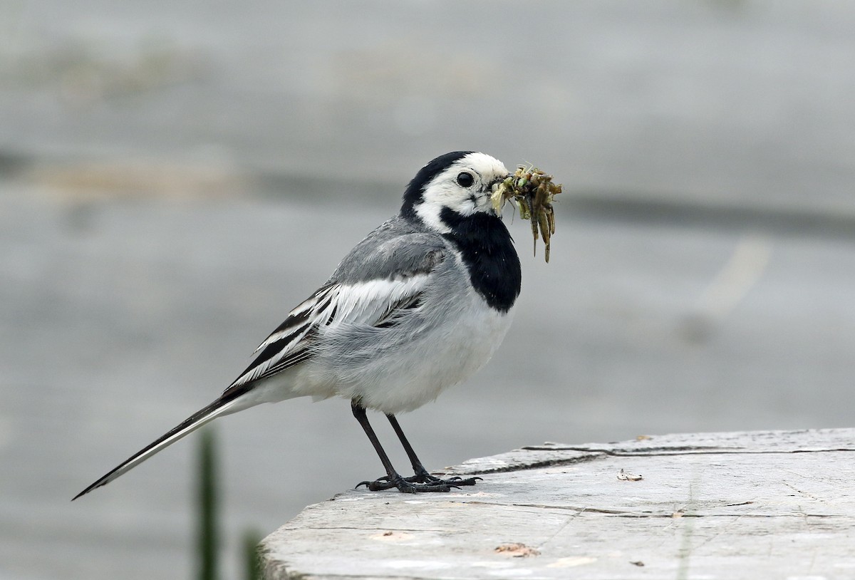 White Wagtail (Transbaikalian) - ML143315701