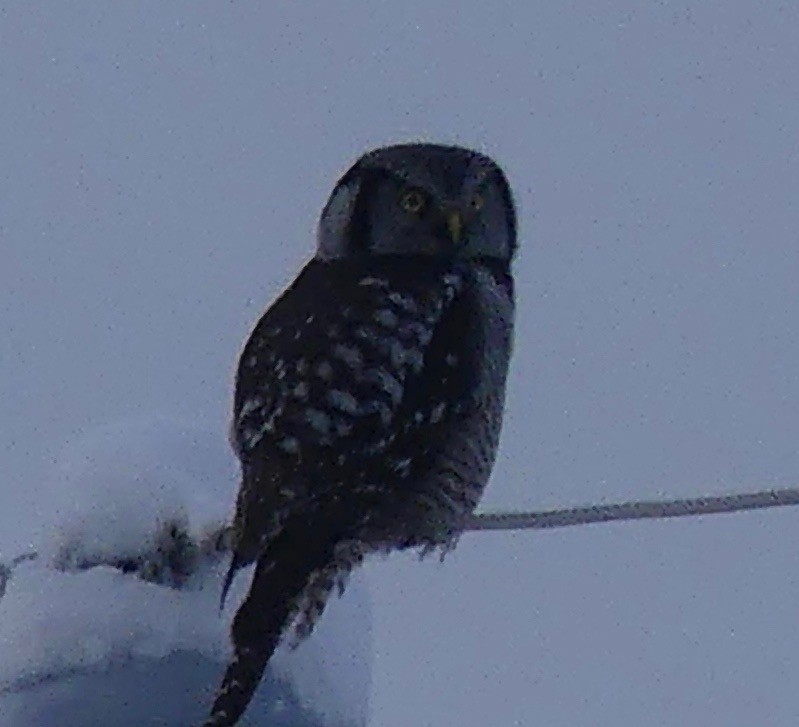Northern Hawk Owl - ML143318111