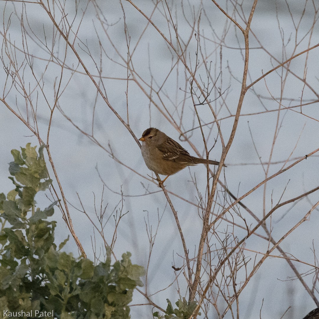 White-crowned Sparrow - Kaushal Patel