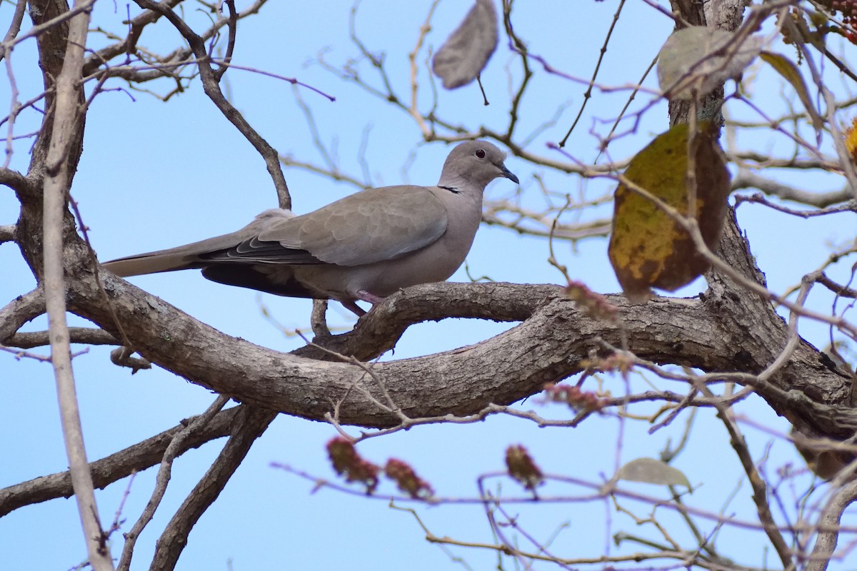 Eurasian Collared-Dove - ML143318411