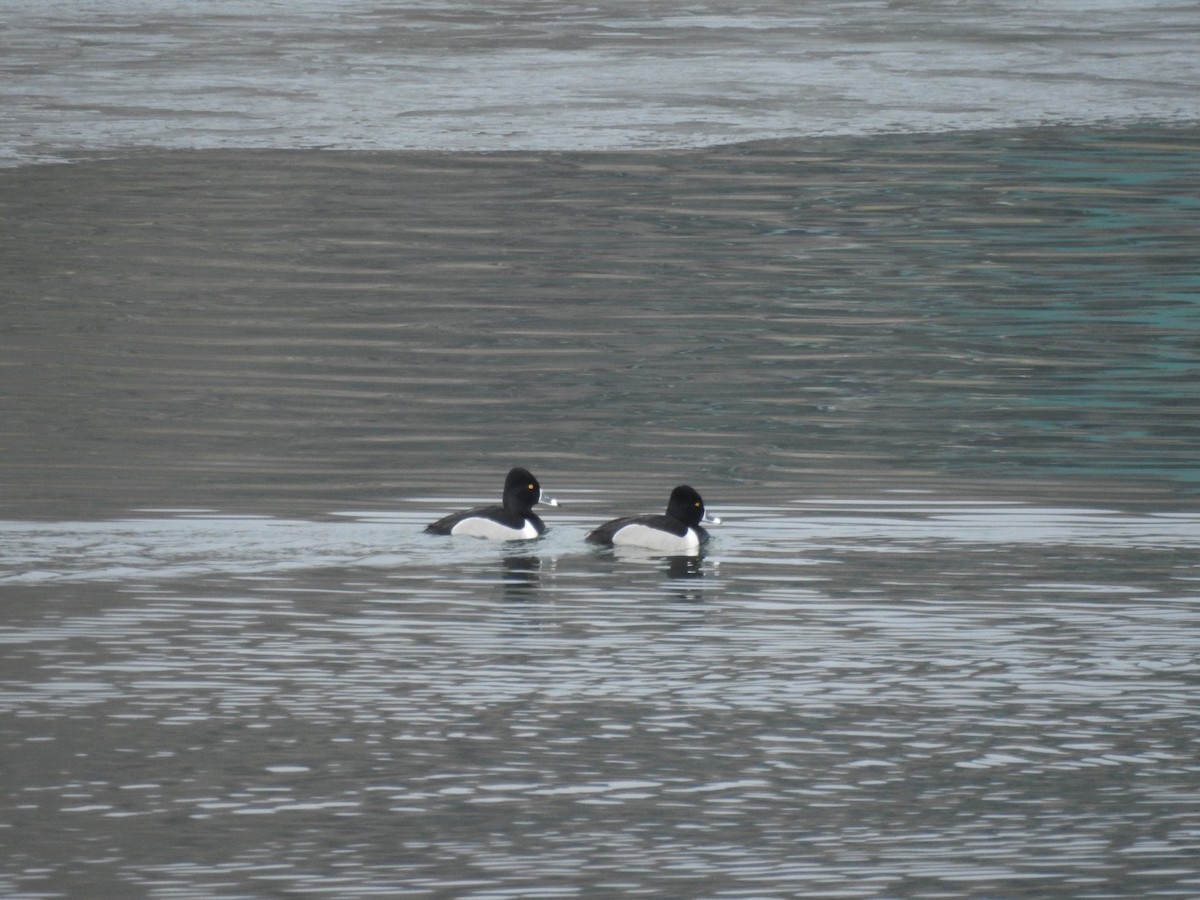 Ring-necked Duck - Daniel Beechy