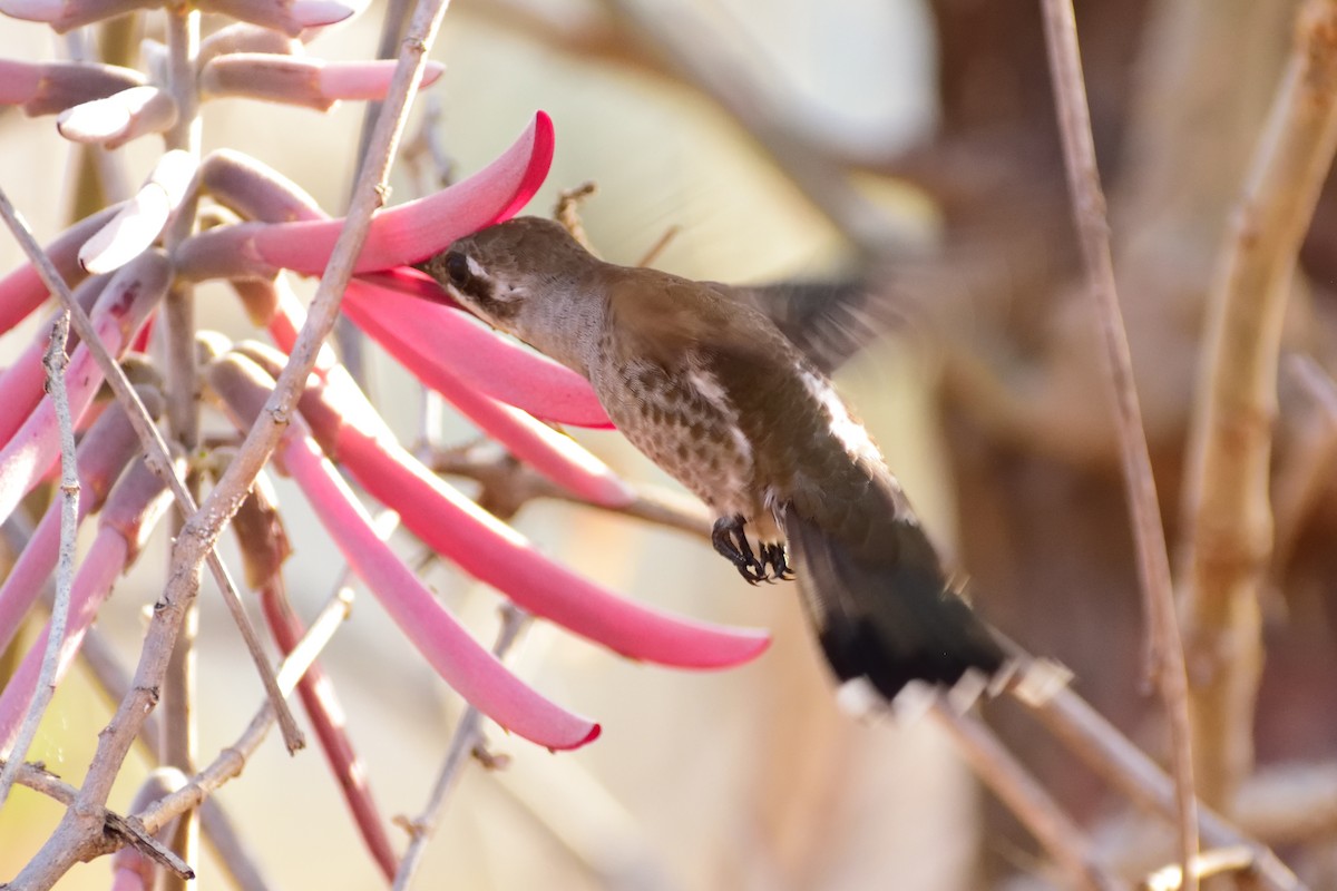 Plain-capped Starthroat - ML143319761