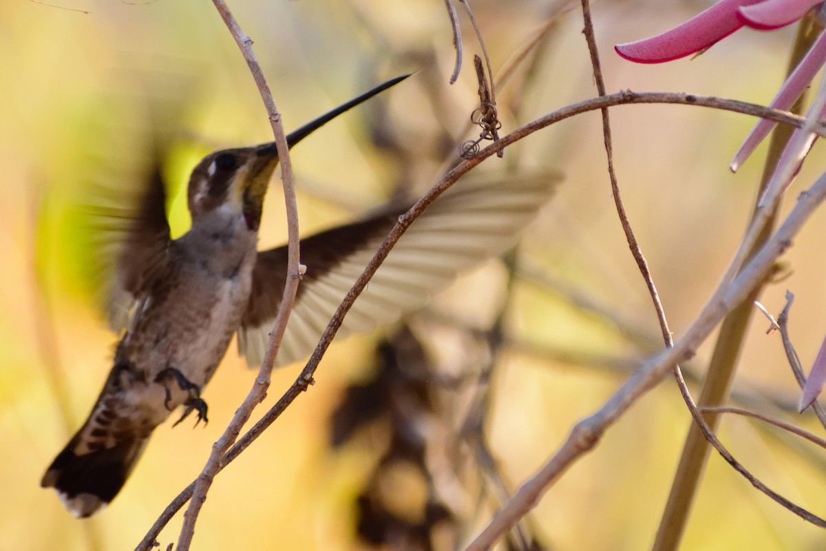 Plain-capped Starthroat - ML143319771