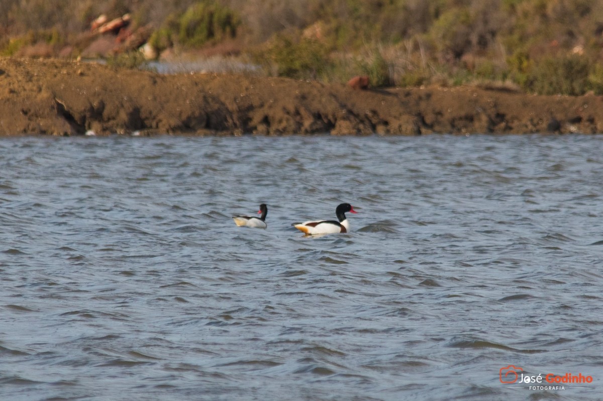 Common Shelduck - ML143319951