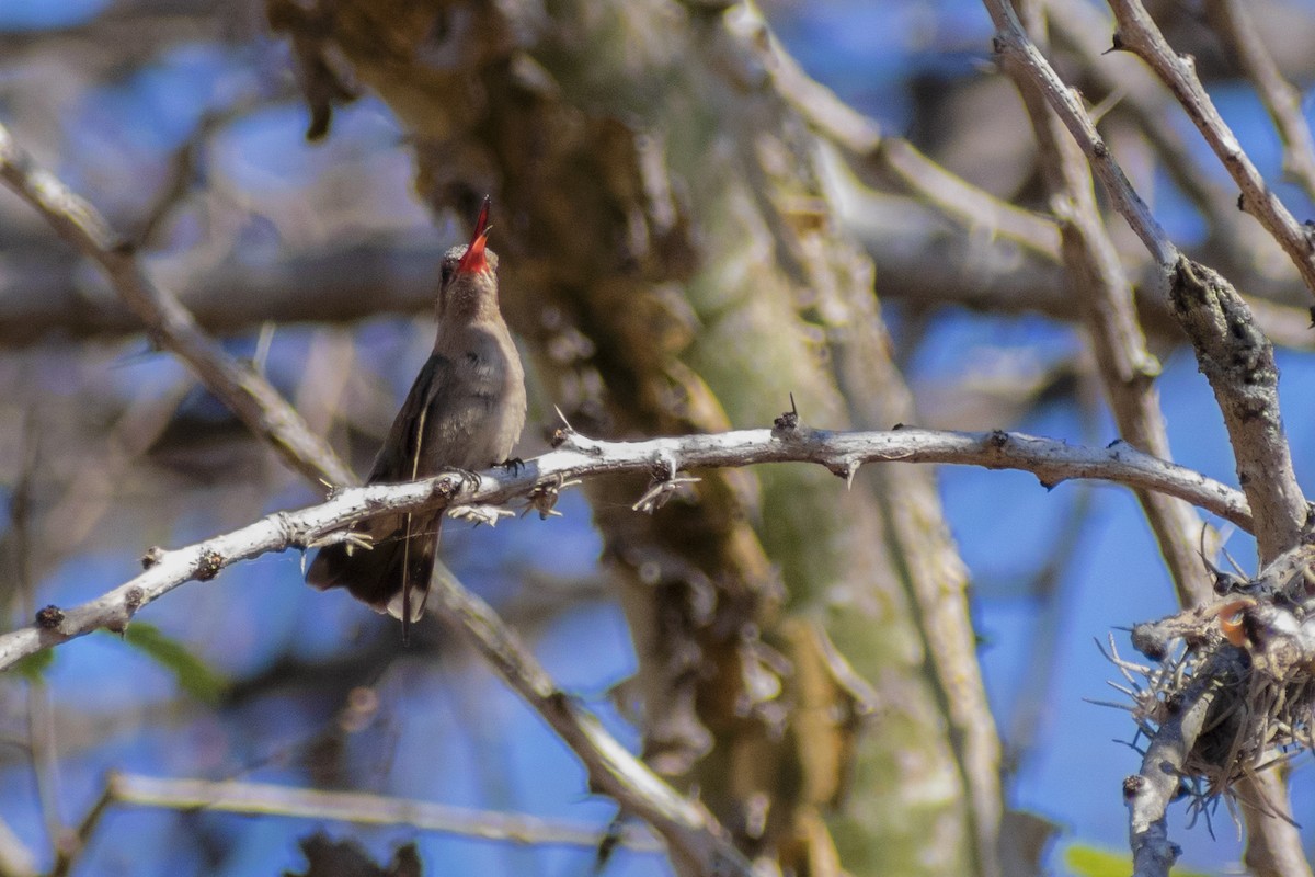 Colibri sombre - ML143320161