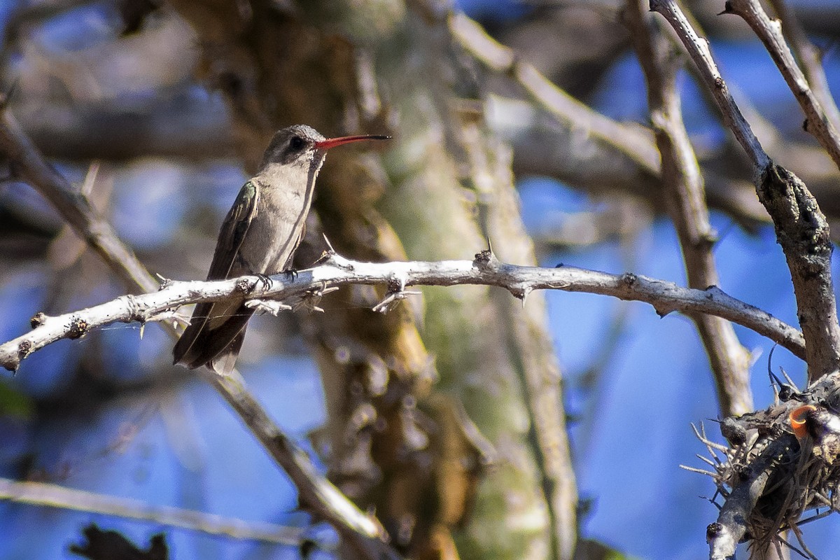 Dusky Hummingbird - Ricardo Arredondo