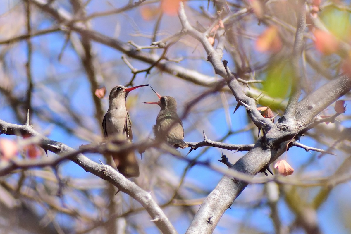 Dusky Hummingbird - ML143320181