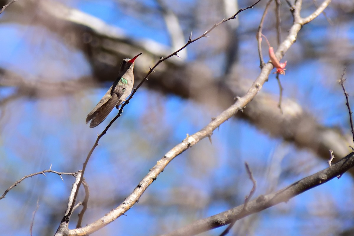 kolibřík temnobřichý - ML143320191