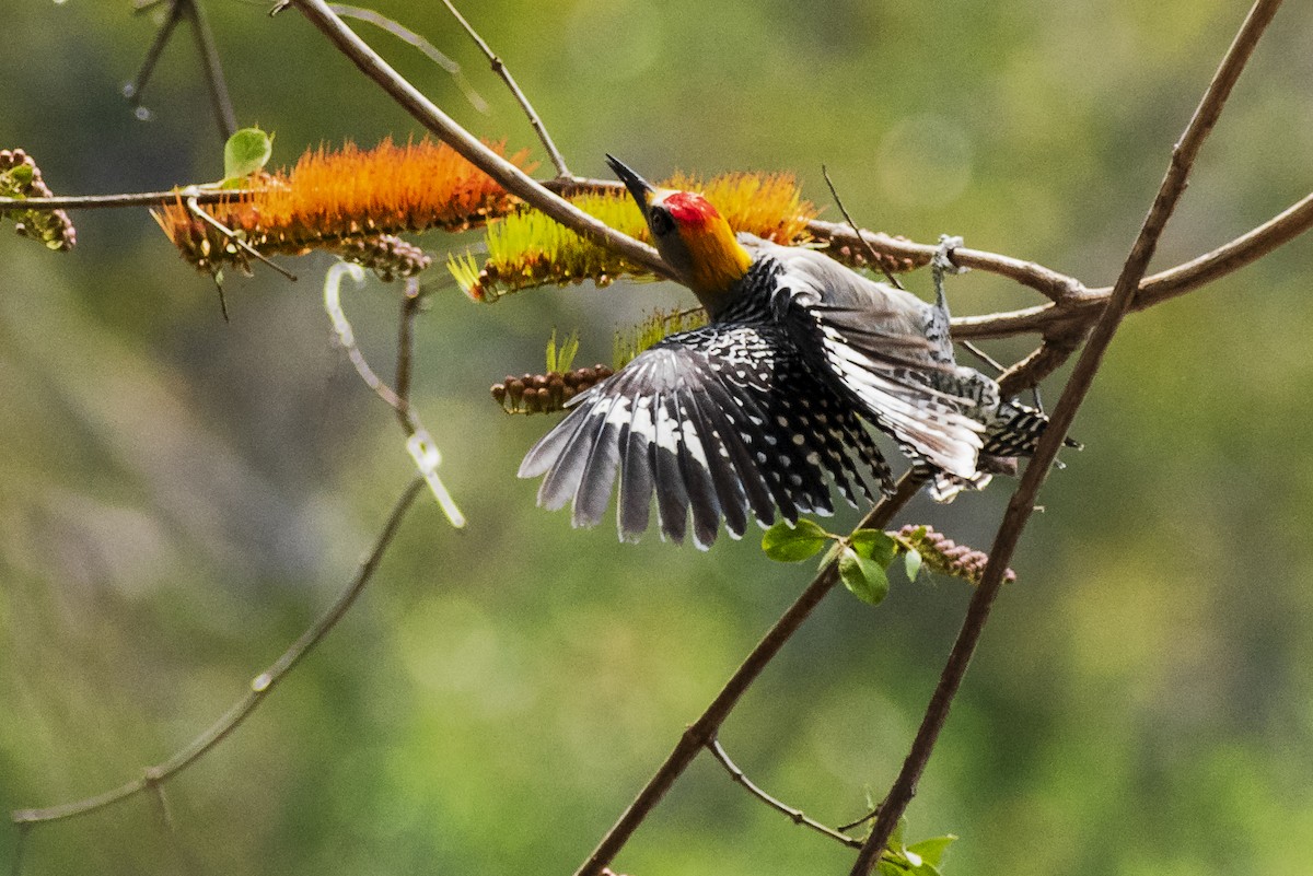 Golden-cheeked Woodpecker - ML143320551