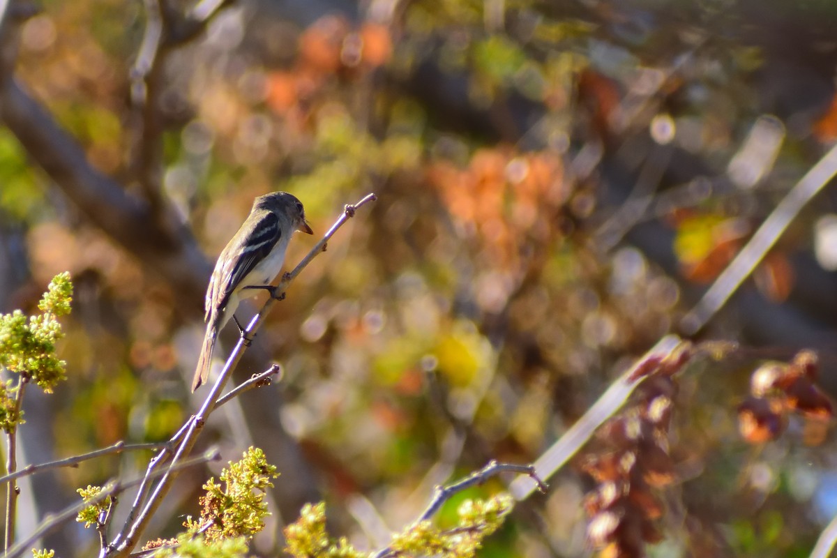 Dusky Flycatcher - ML143320721