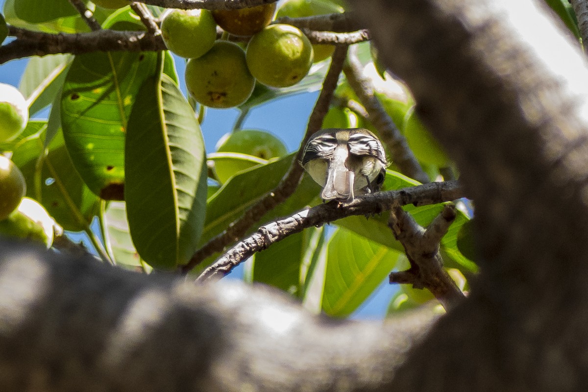 Empidonax sp. - ML143320811