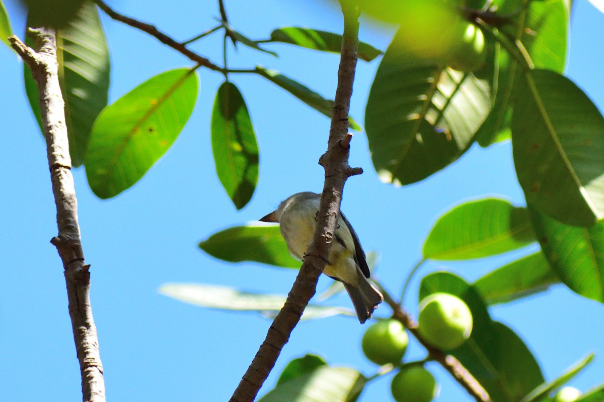 Empidonax sp. - Ricardo Arredondo