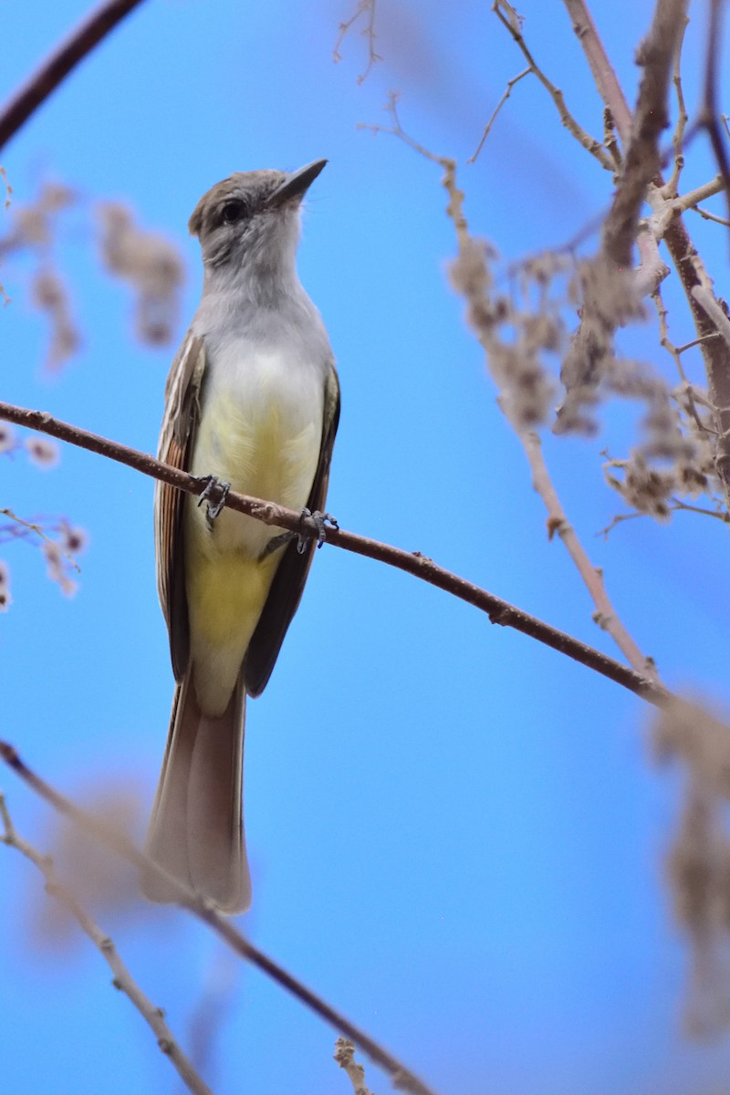 Nutting's Flycatcher - ML143320871