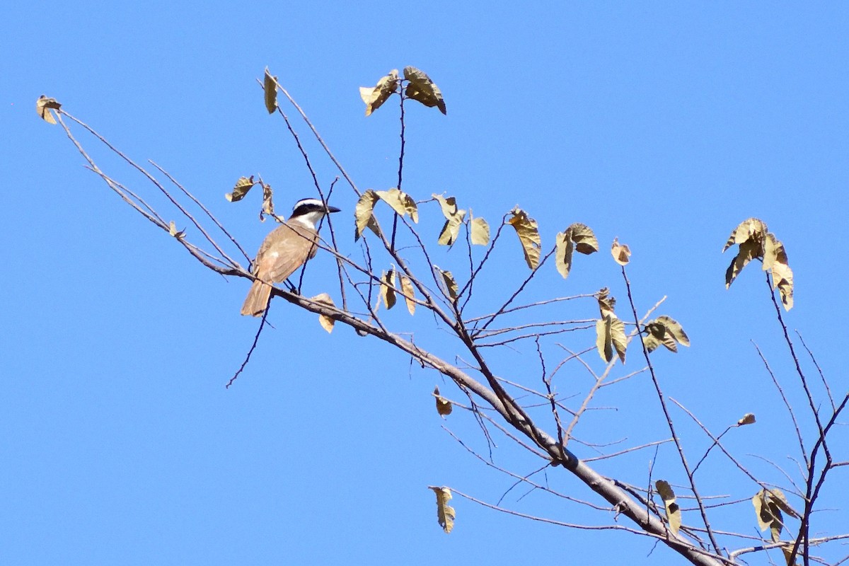 Boat-billed Flycatcher - ML143321011