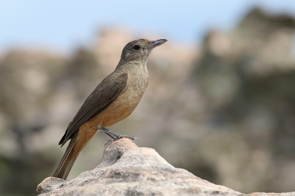 Sandstone Shrikethrush - Nick Bonomo