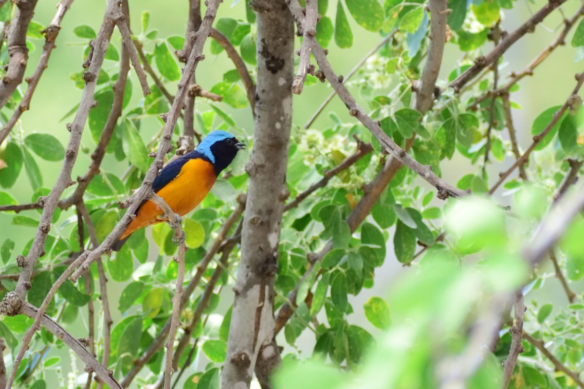 Elegant Euphonia - ML143322411