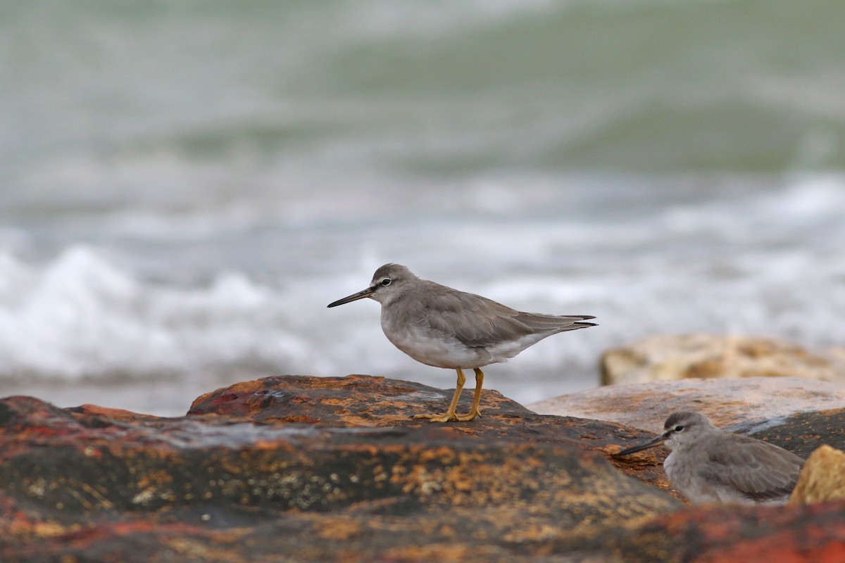 Gray-tailed Tattler - Nick Bonomo