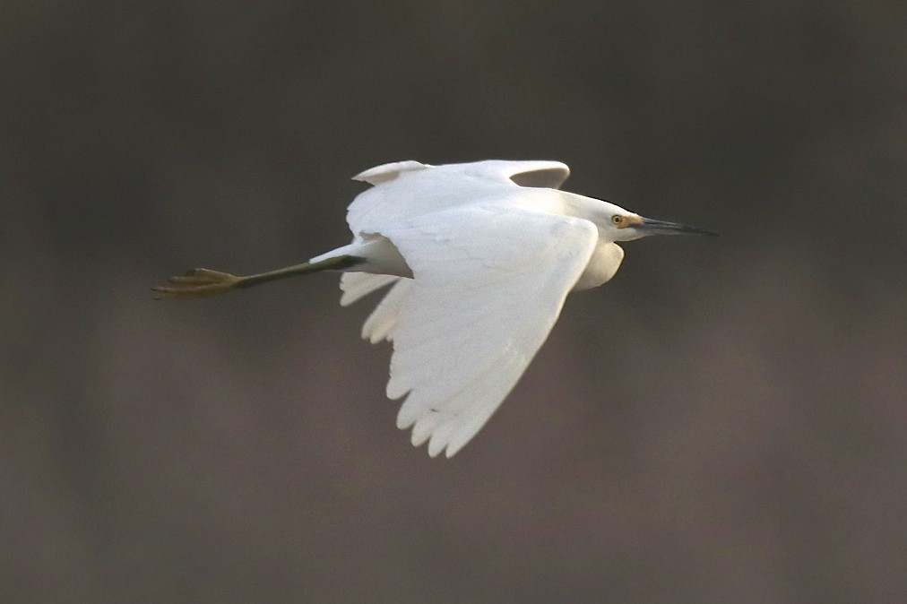 Snowy Egret - robert bowker