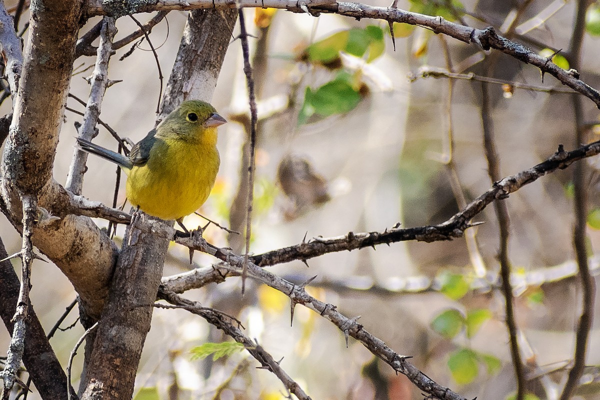 Orange-breasted Bunting - ML143324581