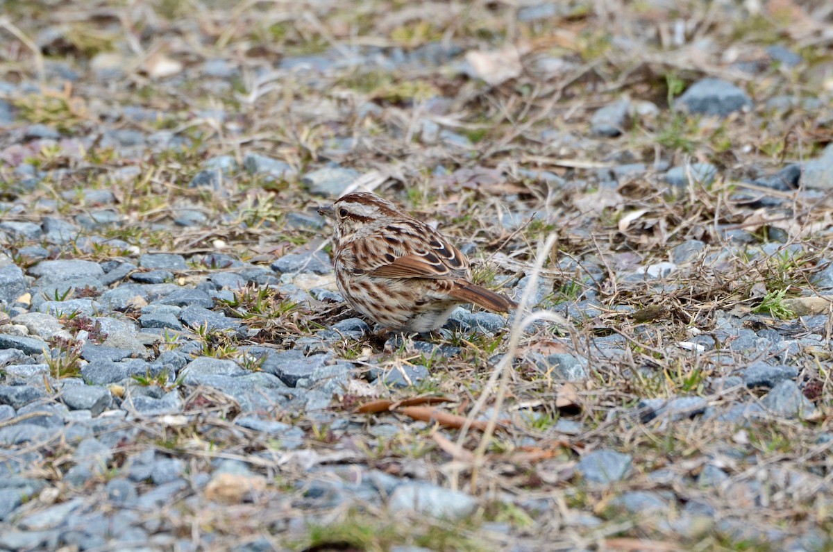 Song Sparrow - ML143324931