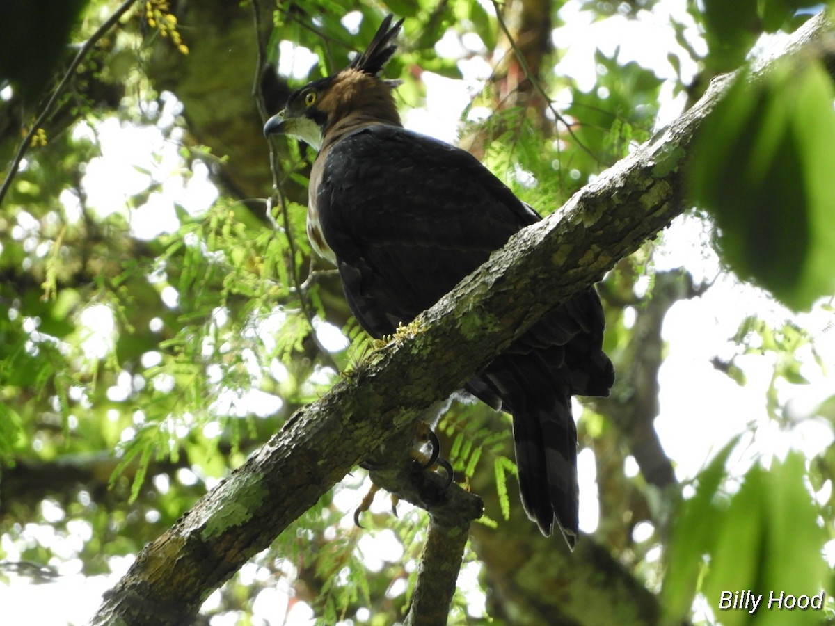 Ornate Hawk-Eagle - ML143325411