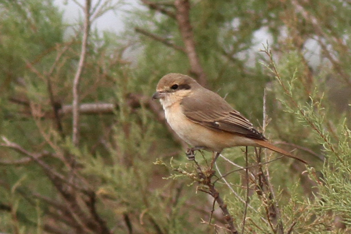 Isabelline Shrike - ML143325551