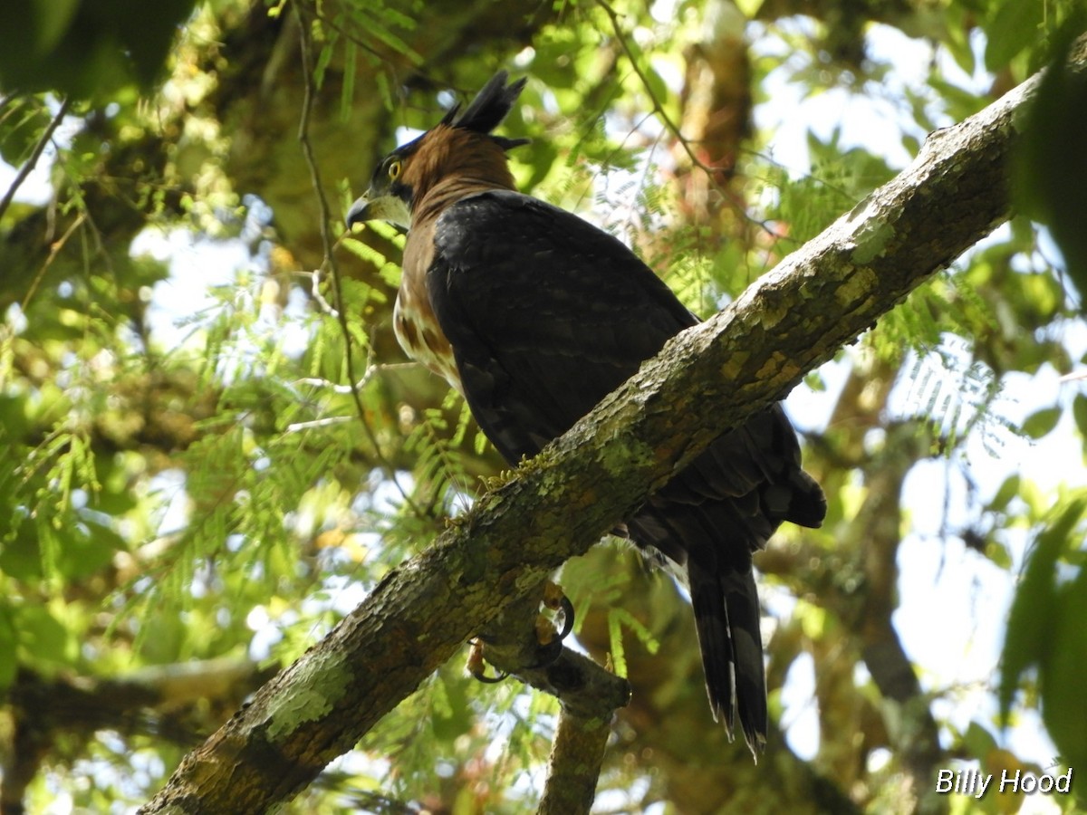 Ornate Hawk-Eagle - ML143325571