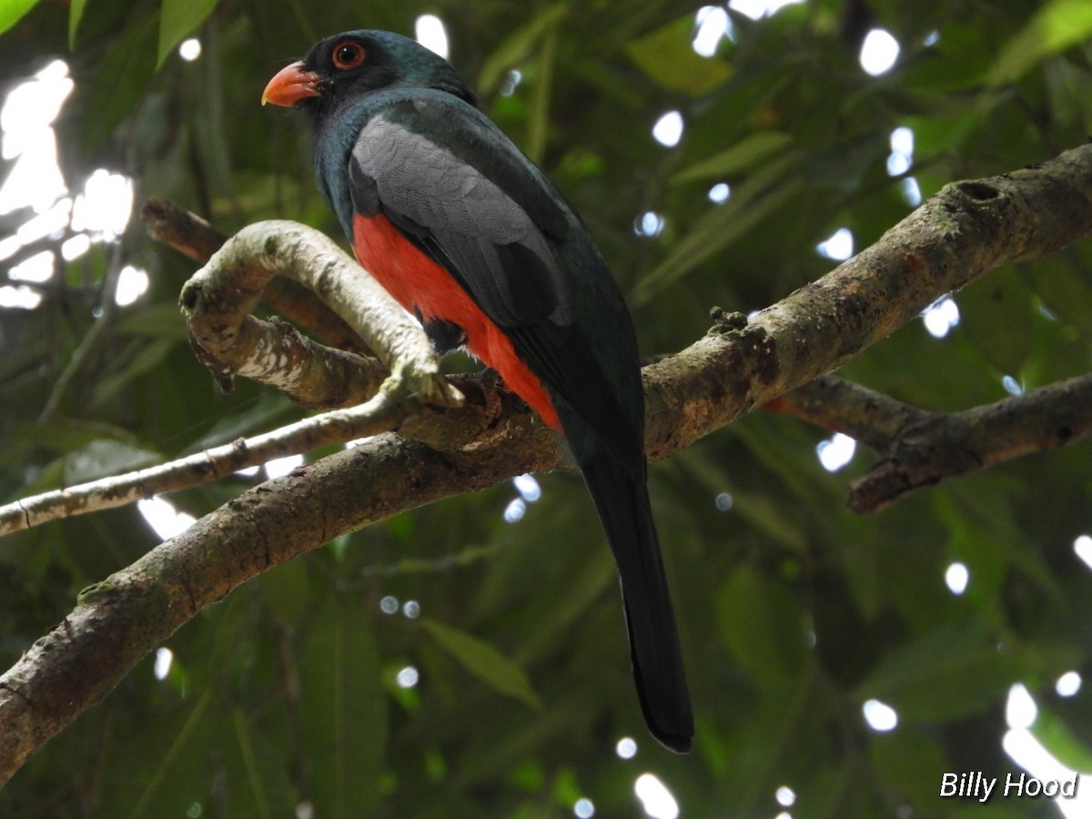 Gri Kuyruklu Trogon - ML143325721