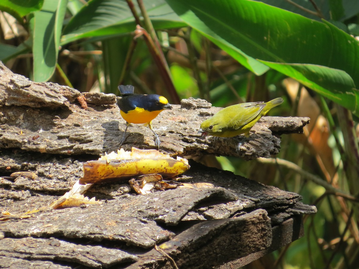 Thick-billed Euphonia - ML143327201